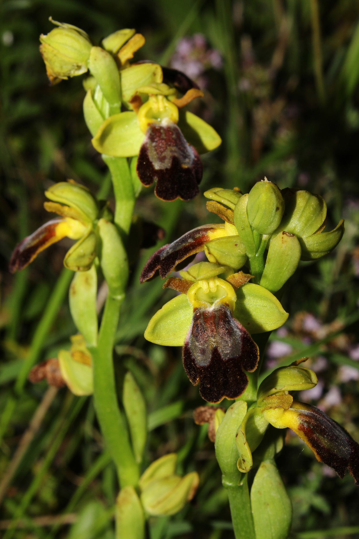 Orchidee dell''Imperiese
